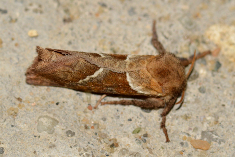 Triodia sylvina - kis gyökérrágólepke