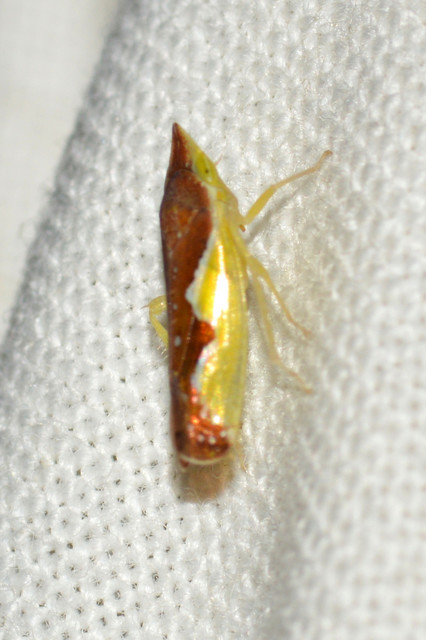 Platymetopius