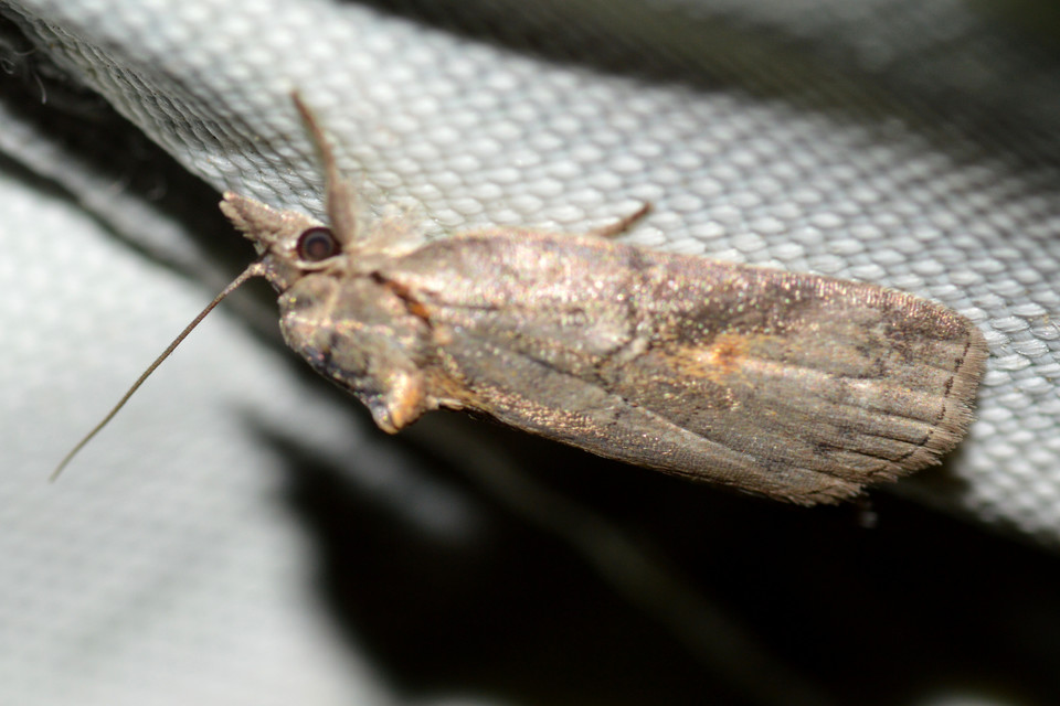 Nycteola asiatica - nyárfa-trapézbagoly