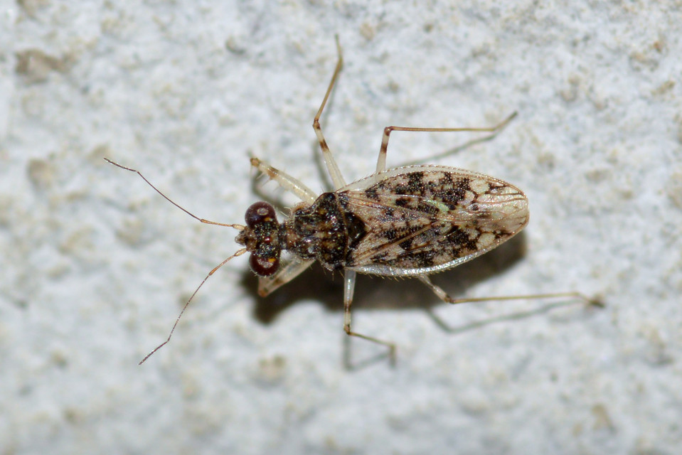 Leptopus marmoratus - kövipoloska