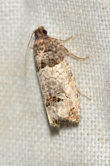Notocelia roborana - rózsarügy-tükrösmoly