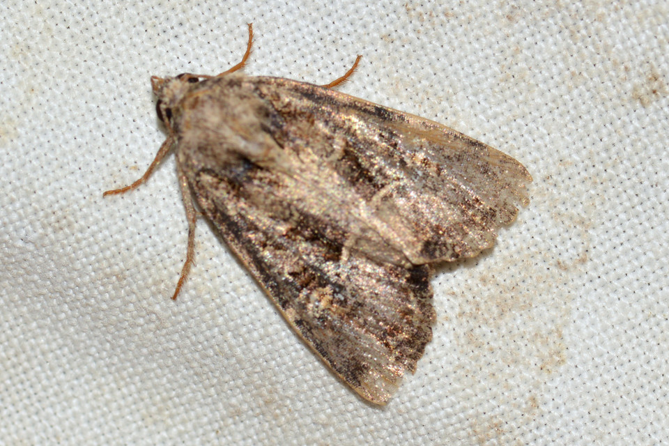 Oligia strigilis/latruncula/versicolor