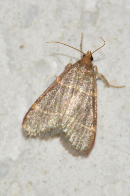 Hypsopygia glaucinalis - rezes fényilonca
