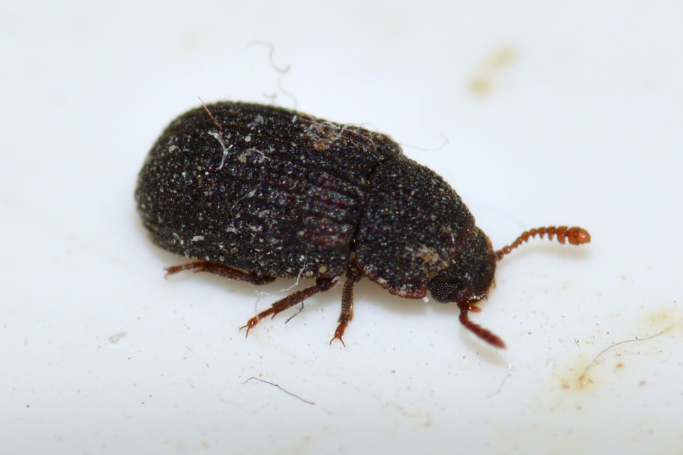 Eledona agricola