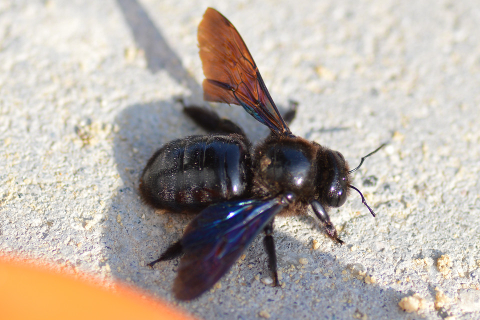 Xylocopa violacea - kék fadongó