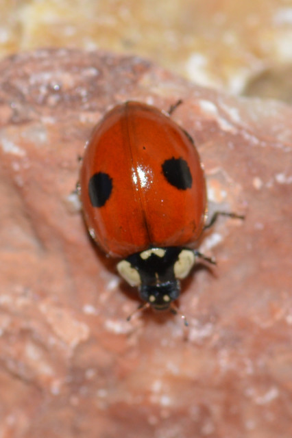 Adalia bipunctata - kétpettyes katica
