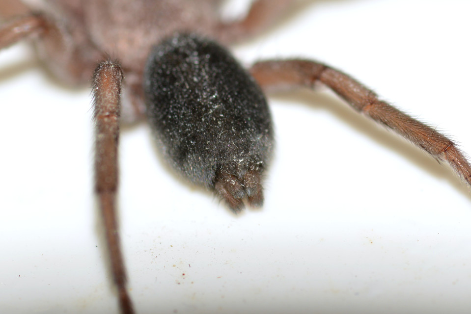 Scotophaeus scutulatus - közönséges egérpók