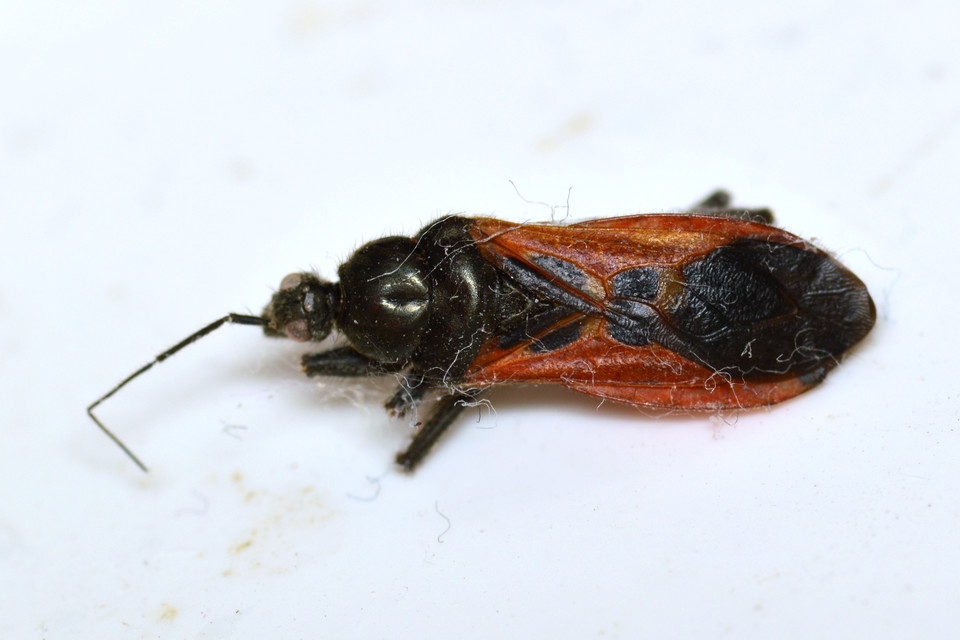 Peirates hybridus - foltos rablópoloska