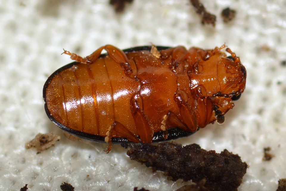 Triplax scutellaris - vörösmellű tarbogár