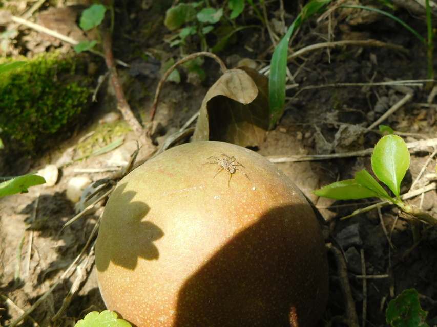 Pardosa hortensis