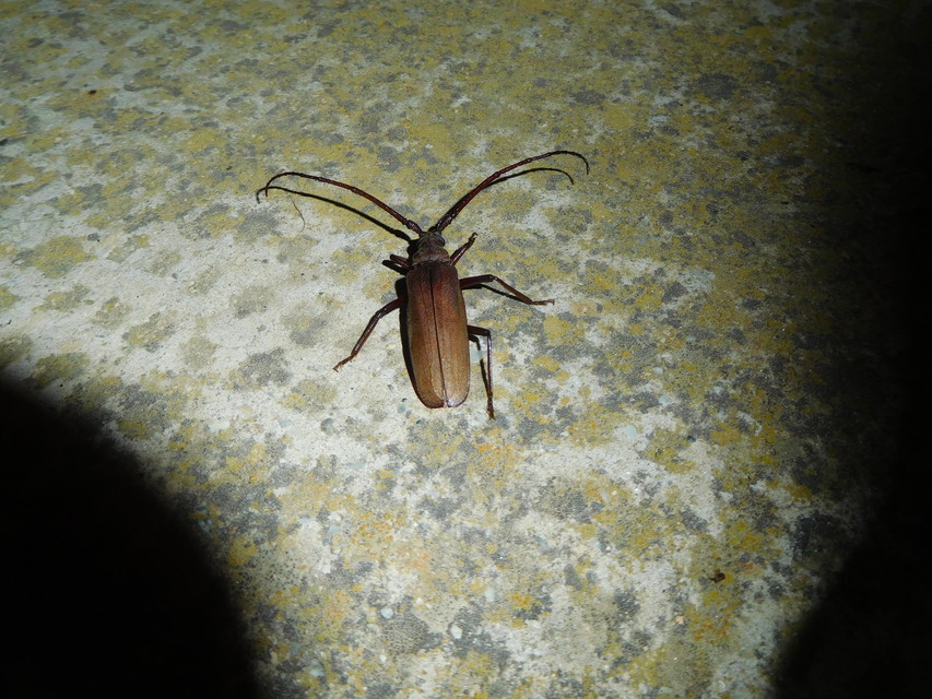 Aegosoma scabricorne - diófacincér