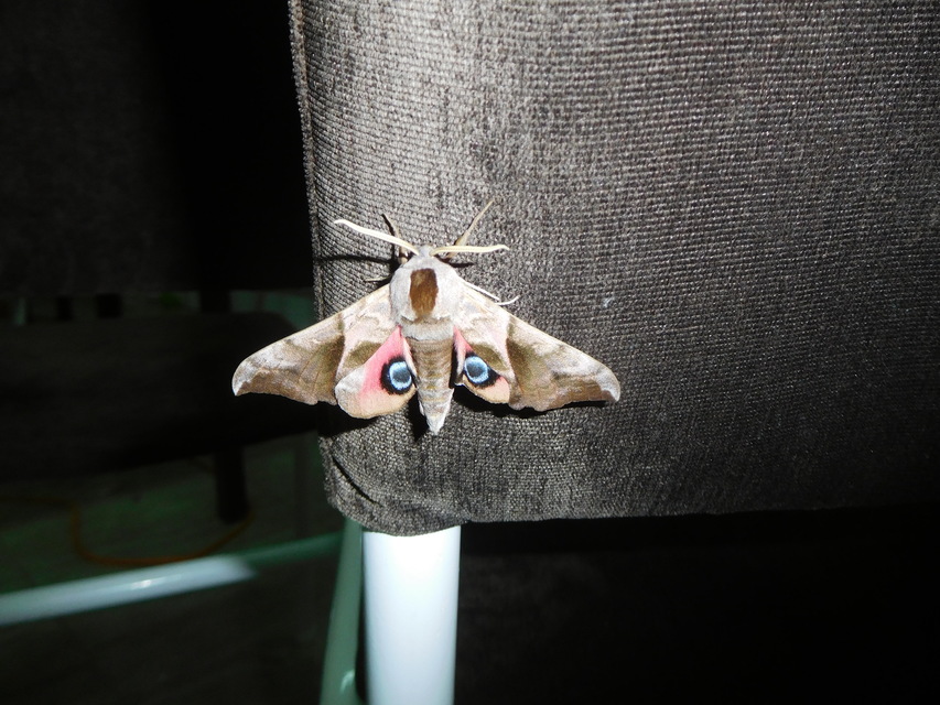 Smerinthus ocellatus - esti pávaszem