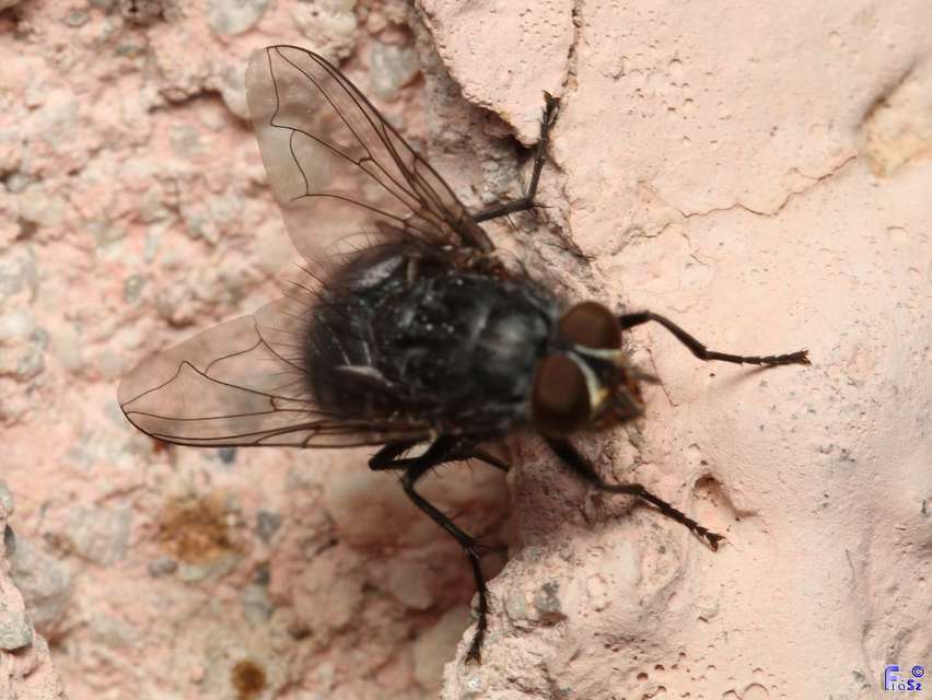 Calliphora vicina - kék dongólégy