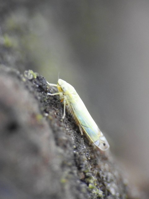 Typhlocybinae