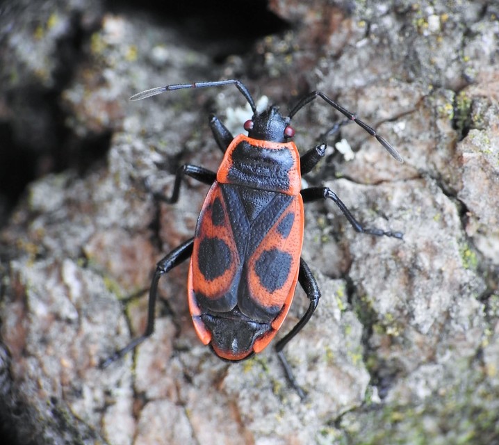 Pyrrhocoris apterus - verőköltő poloska