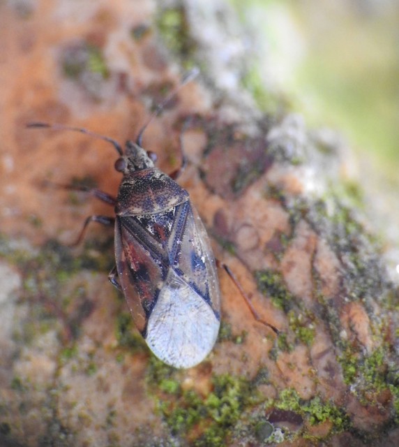 Kleidocerys privignus - égerbodobács