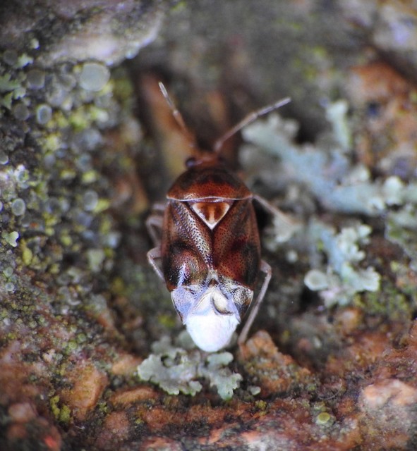 Deraeocoris lutescens - sárgás mezeipoloska