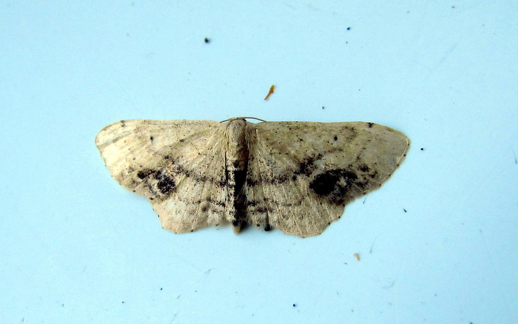 Idaea dimidiata - gyakori apróaraszoló