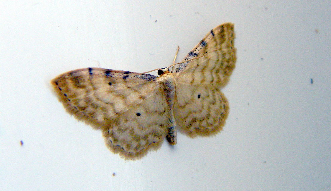 Idaea fuscovenosa - szürkeszélű apróaraszoló