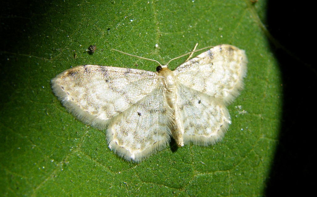 Idaea fuscovenosa - szürkeszélű apróaraszoló