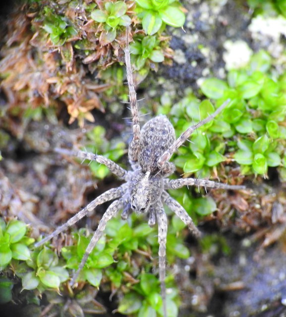 Pardosa