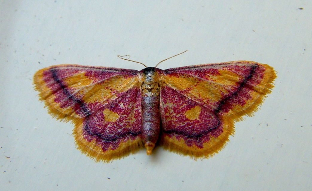 Idaea muricata - mocsári pirosaraszoló