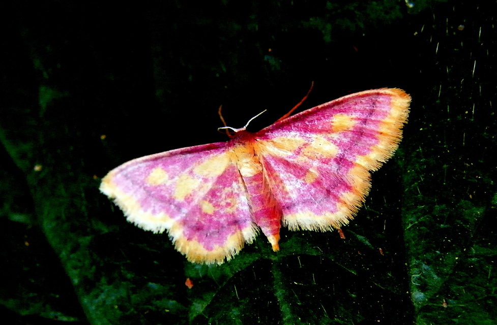 Idaea muricata - mocsári pirosaraszoló