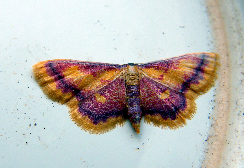 Idaea muricata - mocsári pirosaraszoló