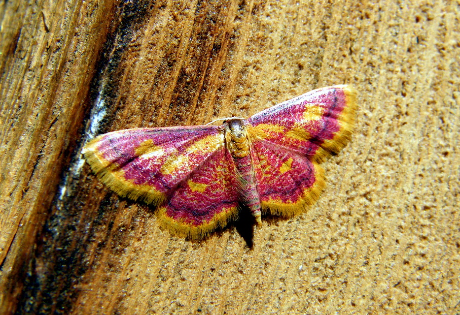 Idaea muricata - mocsári pirosaraszoló