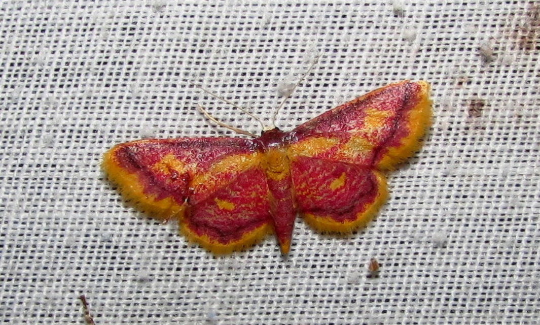 Idaea muricata - mocsári pirosaraszoló