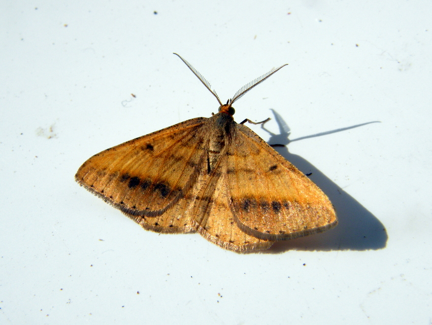 Tephrina arenacearia - lucerna-araszoló