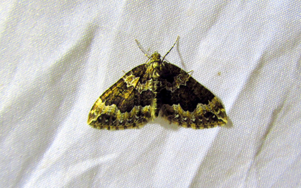 Lampropteryx suffumata - füstös araszoló