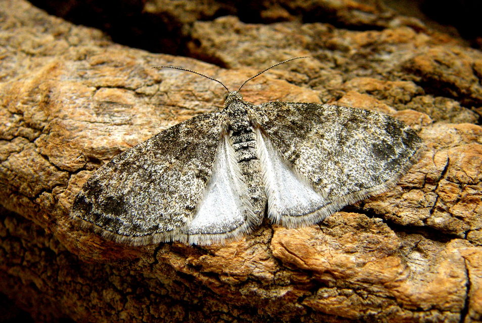 Lobophora halterata - szárnyfüggelékes araszoló