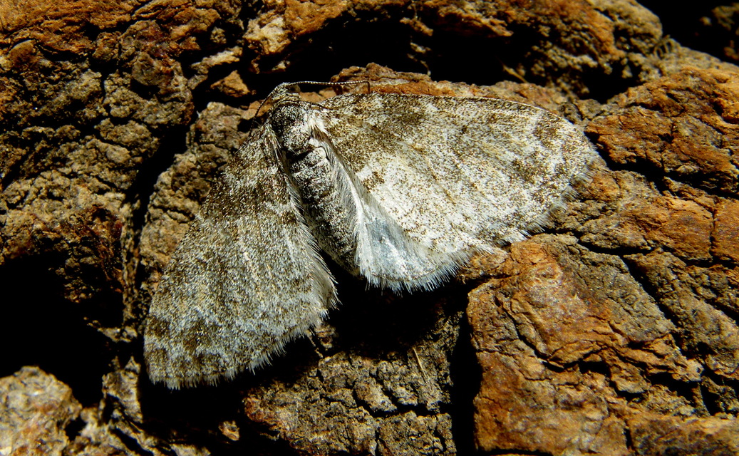 Lobophora halterata - szárnyfüggelékes araszoló