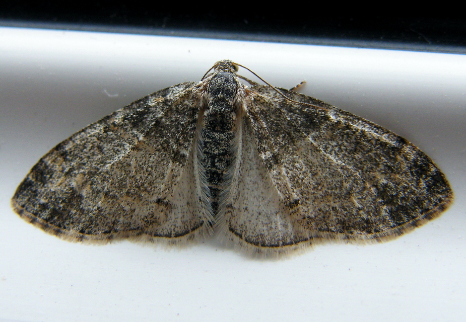 Lobophora halterata - szárnyfüggelékes araszoló