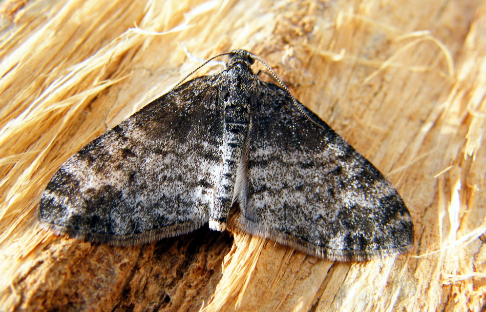 Lobophora halterata - szárnyfüggelékes araszoló