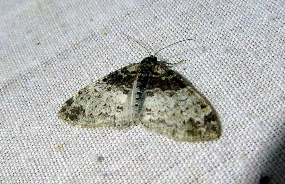 Lobophora halterata - szárnyfüggelékes araszoló