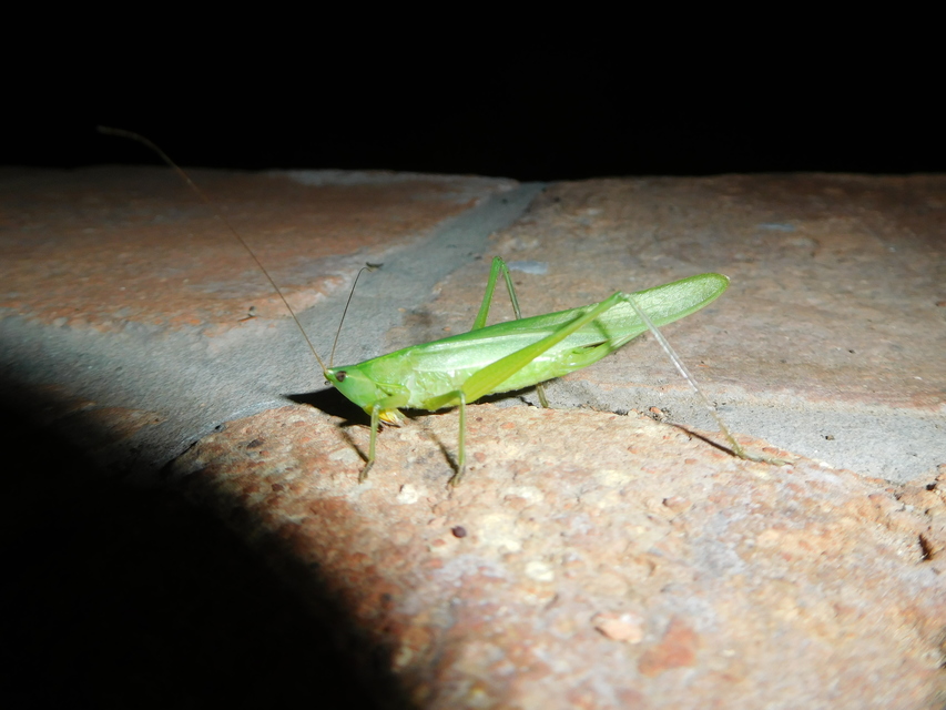 Ruspolia nitidula - nagy kúpfejűszöcske