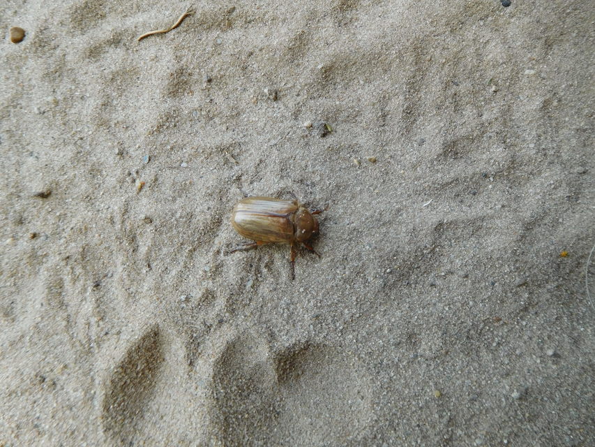 Amphimallon solstitiale - bordás sárgacserebogár