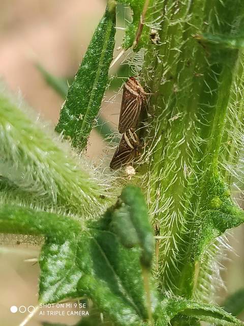 Aphrodes
