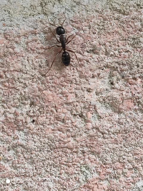 Camponotus fallax - ligeti lóhangya