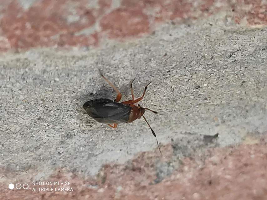 Capsus ater - fekete mezeipoloska