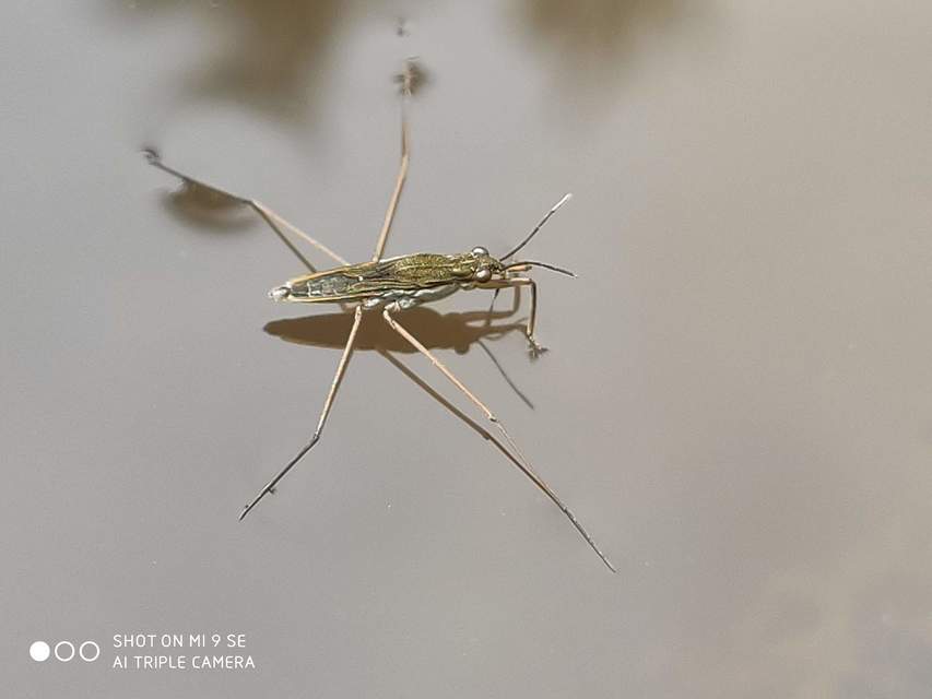 Gerridae - molnárpoloskák