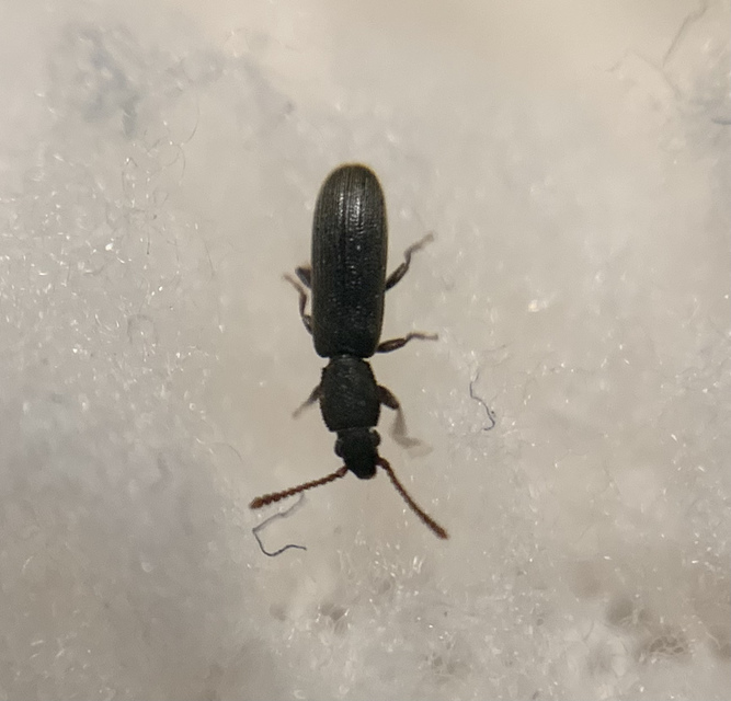 Airaphilus perangustus - karcsú fogasnyakú-lapbogár