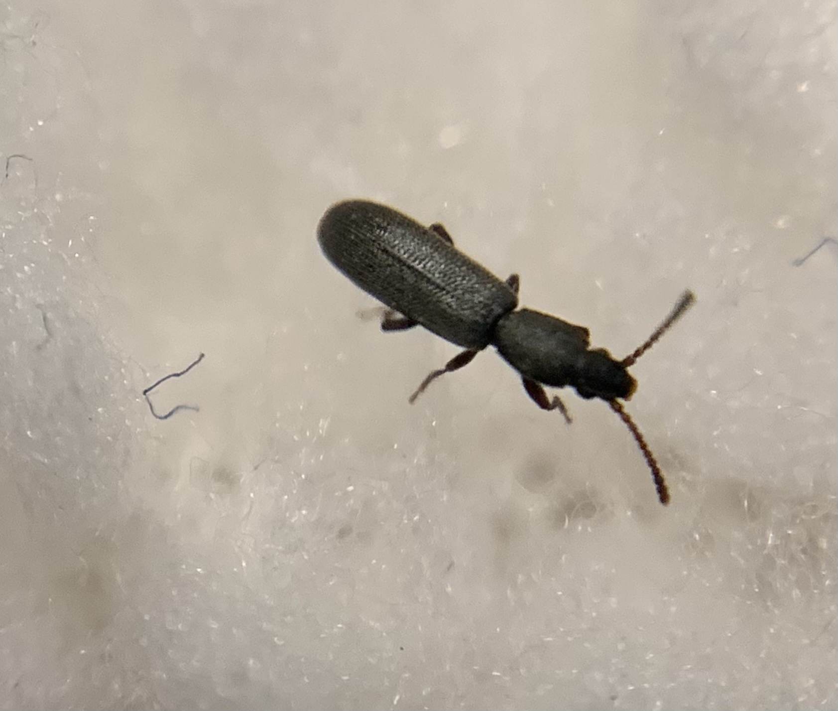Airaphilus perangustus - karcsú fogasnyakú-lapbogár
