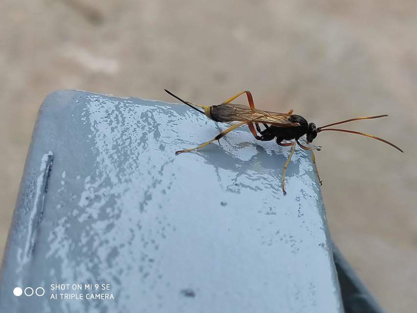 Acroricnus seductor