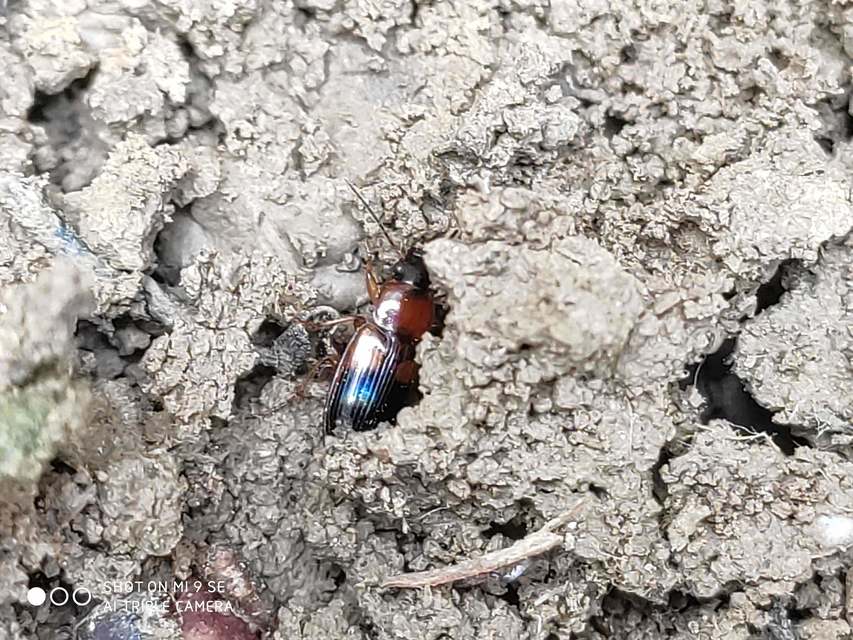 Stenolophus teutonus - nagyfoltos turzásfutó