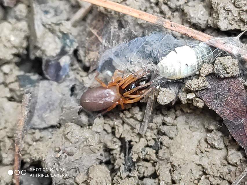 Dysdera