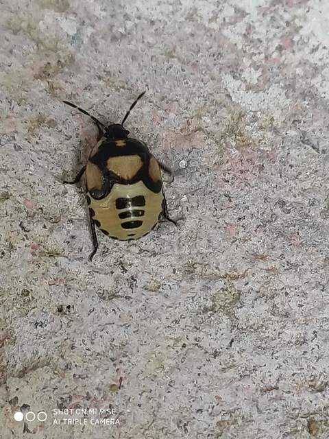 Tritomegas bicolor - foltos földipoloska
