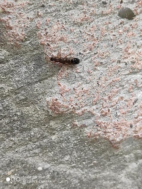 Drusilla canaliculata - közönséges hangyászholyva